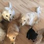 Orsay - Becky - Ina - Josi - Penny mit den zwei Labrador Kinder Dori & Lilli <br />Mai 2017 
